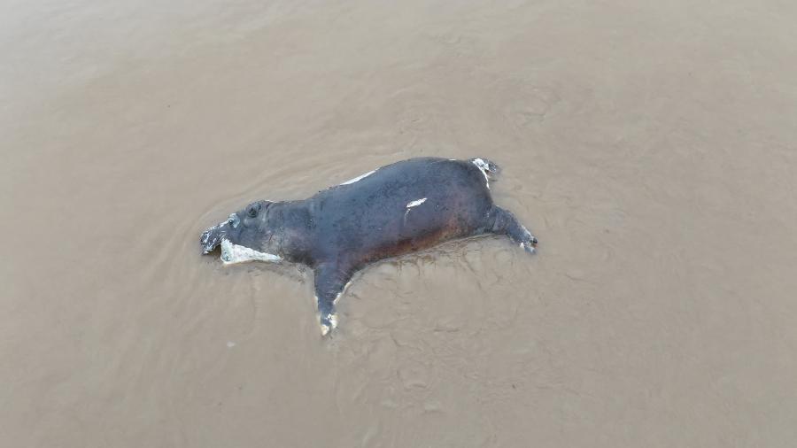 Um hipopótamo encontrado morto devido a antraz no Parque Nacional Virunga, na República Democrática do Congo Um hipopótamo encontrado morto devido a antraz no Parque Nacional Virunga, na República Democrática do Congo