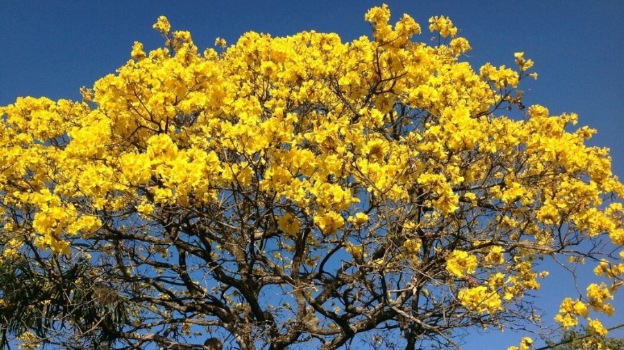 Primavera começou no último domingo (22)