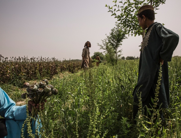 Agricultores em plantação de ópio em Garmsir, Afeganistão - BRYAN DENTON/NYT