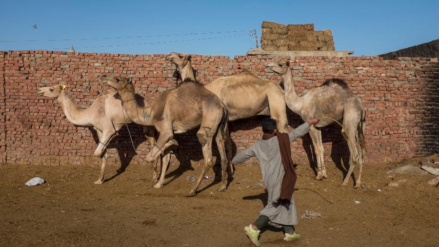 Homem bate em camelos para guiá-los no Cairo, no Egito - Heba Khamis/The New York Times