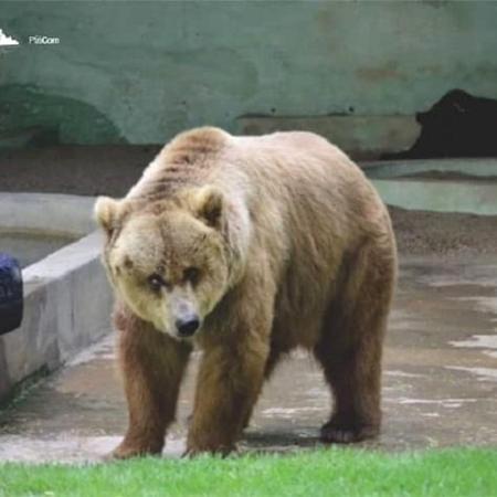 O urso pardo Dimas - Divulgação/Zoológico de Canindé