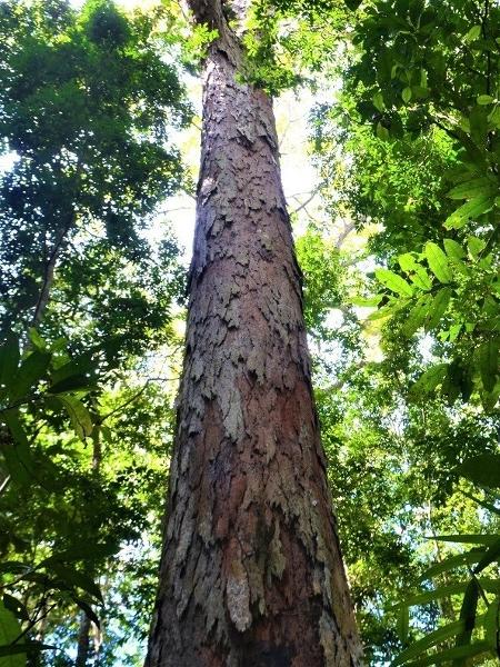 A maior árvore da Amazônia é um exemplar da espécie Dinizia excelsa, conhecido popularmente como Angelim vermelho - AFP Photo/Setec/Rafael Aleixo/HO - AFP Photo/Setec/Rafael Aleixo/HO