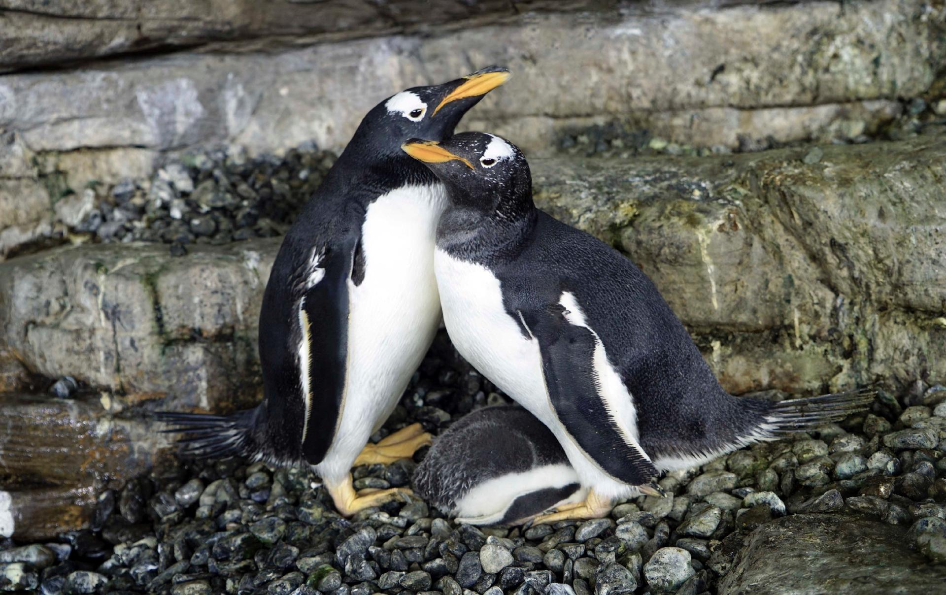 Pinguins do mesmo sexo chocam ovo adotado e conseguem filhote, na ...