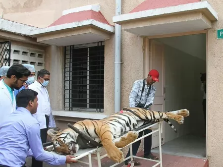 Cachorro salva a vida de homem atacado por tigre na Índia, Mundo Insólito