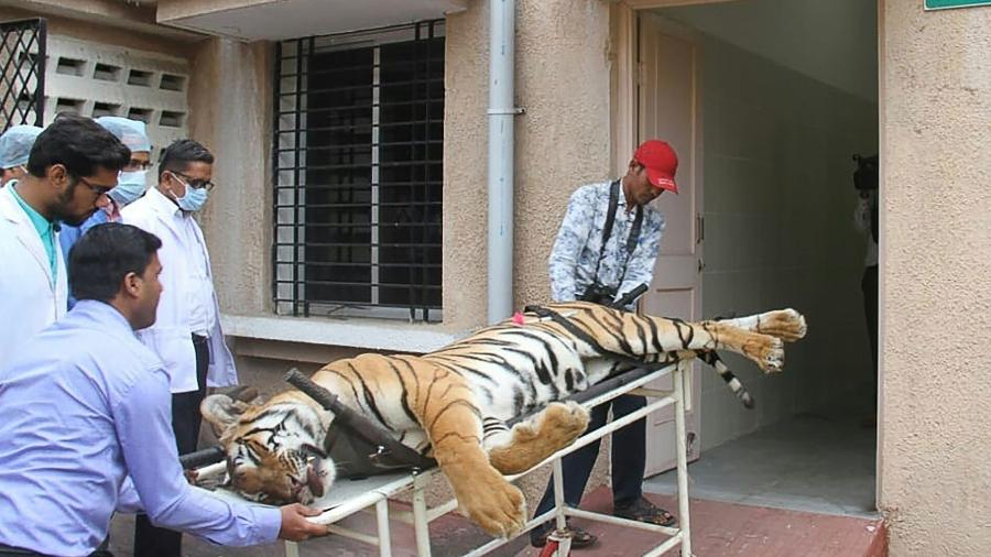 Tigre de bengala conhecido como "devorador de homens de Champaran" foi abatido na Índia - Reprodução/ Twitter/ @AlterNewsOnline