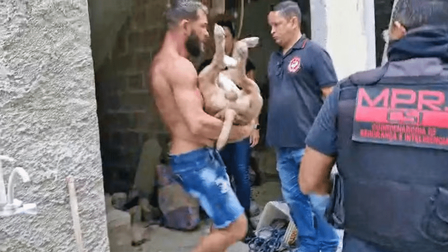 Promotor de Justiça é atacado por pitbull 