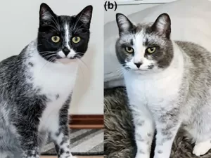 Mutação inédita: cientistas desvendam pelagem 'diferentona' do gato finlandês