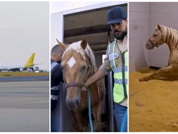 Vale milhões: sertanejo traz 'cavalo de ouro' dos EUA; animal tem vet 24h
