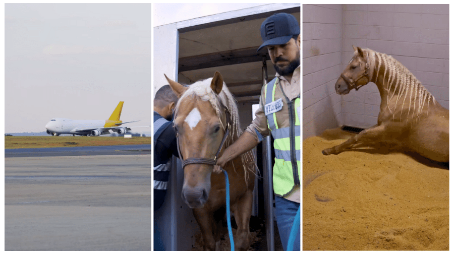 Sorocaba compareceu pessoalmente ao aeroporto de Viracopos para buscar Chicowhiz