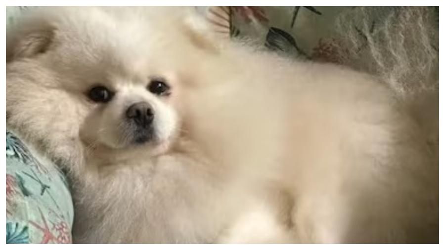 Cão morreu após banho em unidade da Cobasi Cão morreu após banho em unidade da Cobasi