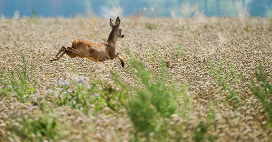 14.ago.2015 - Um cervo salta por campo de milho próximo em Hanover, na Alemanha