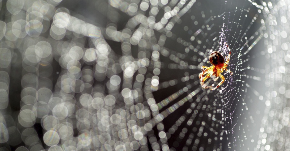 1º.set.2015 - Aranha espera por sua próxima presa em Potsdam, na Alemanha
