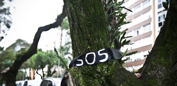 Árvore supostamente condenada na rua Maranhão,em Higienópolis (região central de SP), na segunda-feira (30) - Lucas Lima/UOL