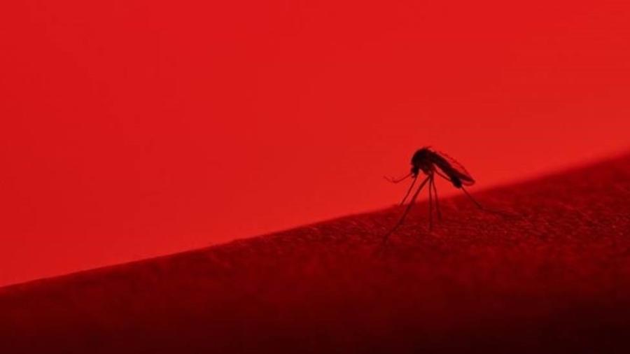 O Aedes pode estar transmitindo também o mayaro? Cientistas brasileiros estão atrás desta resposta - Getty Images/BBC