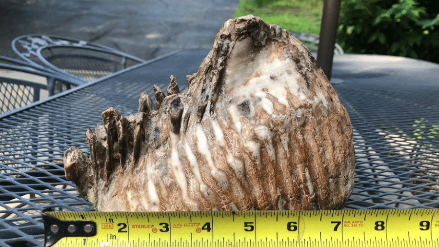 Dente de mamute é encontrado por menino de 12 anos - Reprodução/Facebook/The Inn at Honey Run