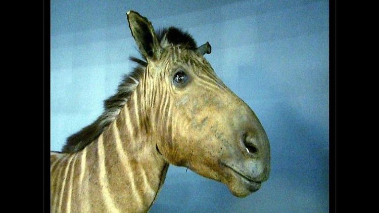 Quaga fêmea que vivia em zoológico de Amsterdã morreu em 1883 - BBC - BBC