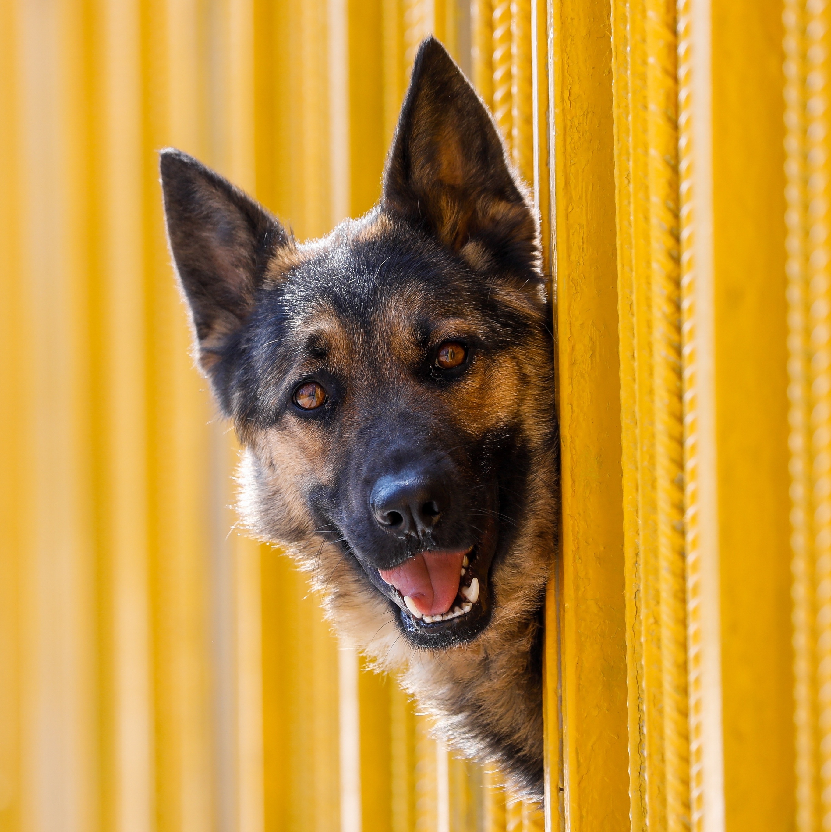 Morre o cão que testou positivo para coronavírus, Mundo