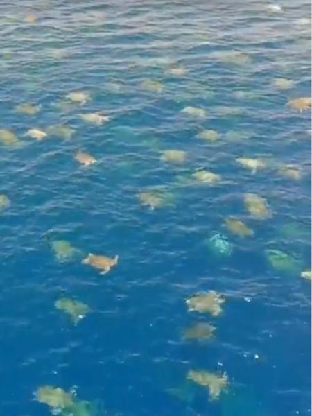 Drone flagra 64 mil tartarugas-verdes próximo à costa da Austrália - Reprodução/CNN International/Twitter
