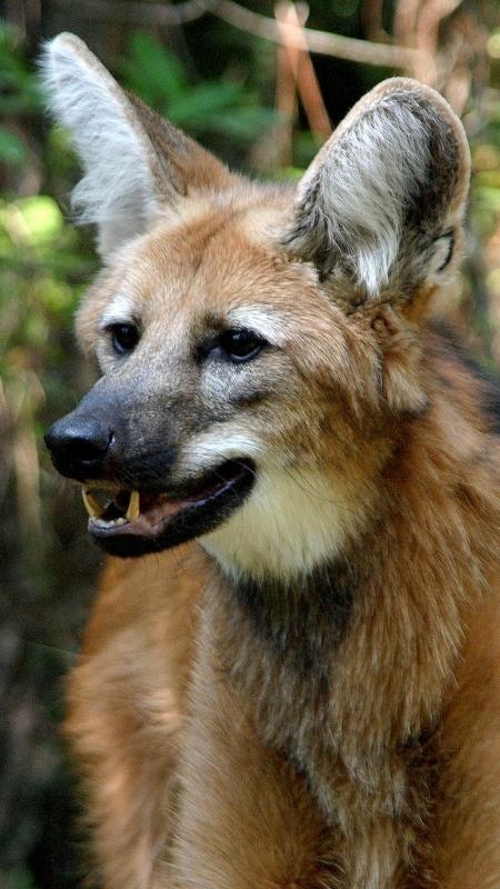 Lobo-guará, o 'semeador de árvores' ameaçado na natureza e