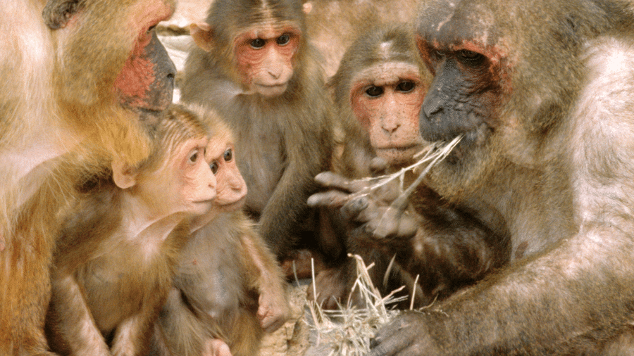 O vírus do herpes B é prevalente entre os macacos e pode ser mortal quando transmitido para os humanos - Wikipedia/Frans de Waal