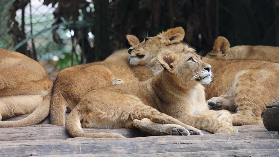 Quatro novos filhotes de leão serão incorporados ao Zoológico de São Paulo