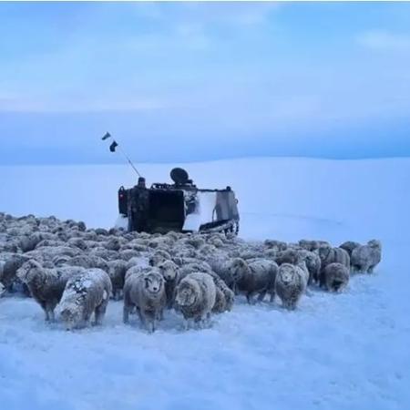 Ovelhas se agrupam diante do clima congelante na Patagonia Ovelhas se agrupam diante do clima congelante na Patagonia