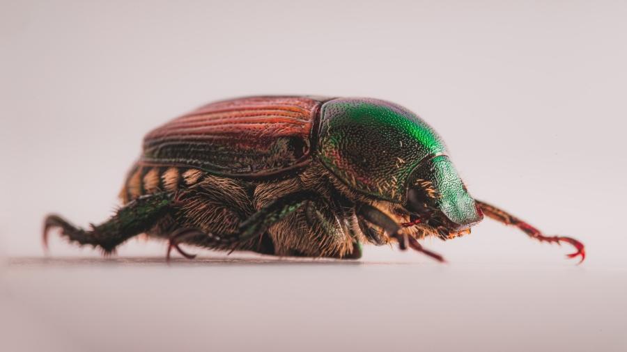Japão cria inseto controlado por luz UV, sem fios nem choques Japão cria inseto controlado por luz UV, sem fios nem choques