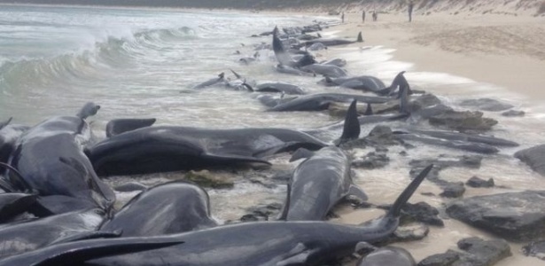 Baleias foram encontradas primeiro por pescador em praia da Austrália - Governo da Austrália Ocidental