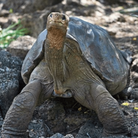 George Solitário, a famosa tartaruga gigante da ilha de Pinta que morreu com pouco mais de 100 anos - Getty Images