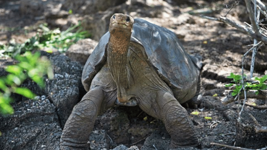 Uma equipe internacional de cientistas sequenciou pela primeira vez o genoma completo de George Solitário, a famosa tartaruga gigante da ilha de Pinta que morreu com pouco mais de 100 anos - Getty Images