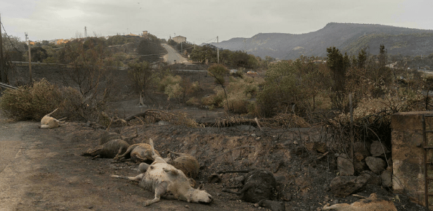 Incêndios na Itália deixaram mais de 20 milhões de animais mortos em dois meses - Vimarsana News