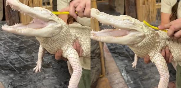 Coconut, exemplar fêmea do aligátor-americano, espécie de jacaré dos EUA, recebe esfoliação em zoológico