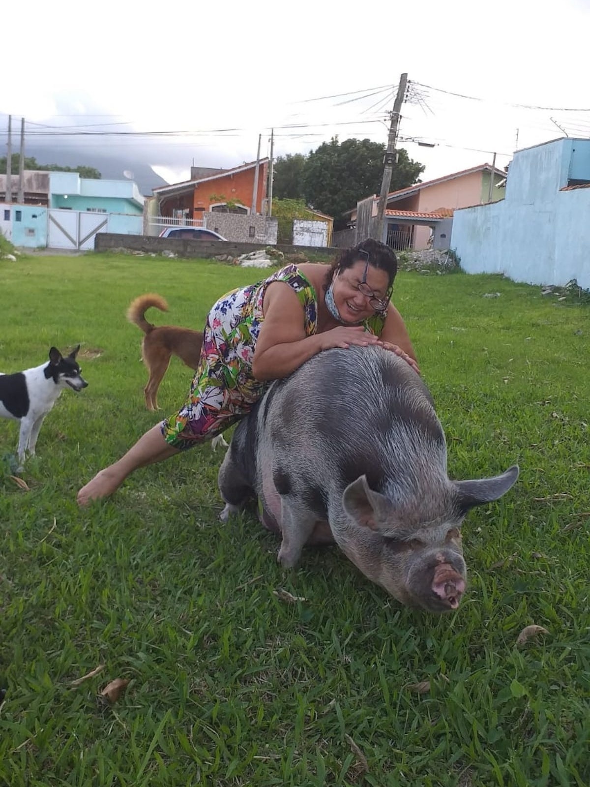 Casal se diz enganado ao adotar miniporca que já chegou a 250 kg