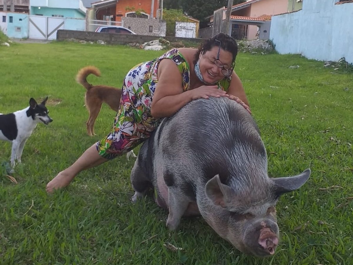 Casal se diz enganado ao adotar miniporca que já chegou a 250 kg