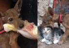 Mulher pensa ter resgatado cachorro e descobre que era coiote no México