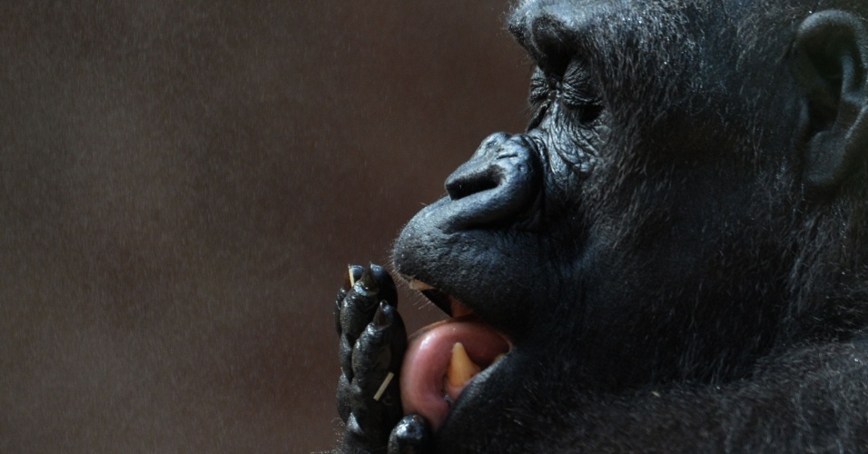 7.ago2015 - O gorila Kijivu lambe sua mão com água gelada para se refrescar, dentro de sua jaula no zoológico de Praga, na República Tcheca