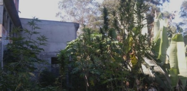 Maconha é plantada próxima a bananeiras e outras árvores para chamar menos atenção em São Paulo - Arquivo pessoal