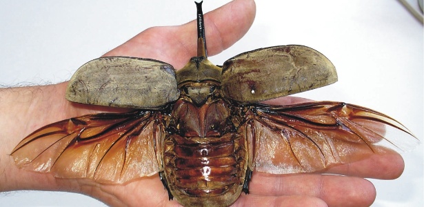 Por que os insetos voam? mist rio sobre as asas intriga cientistas ...