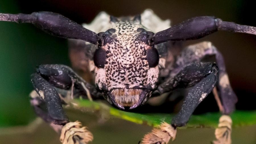 O besouro-escorpião é o único da espécie que pode picar - Arquivo pessoal/Antonio Sforcin