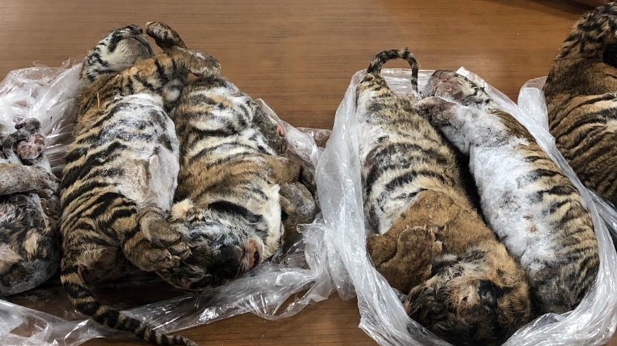 23.jul.2019 - Sete tigres, aparentemente filhotes, foram encontrados congelados em um carro em Hanói, Vietnã - Nam Giang/AFP