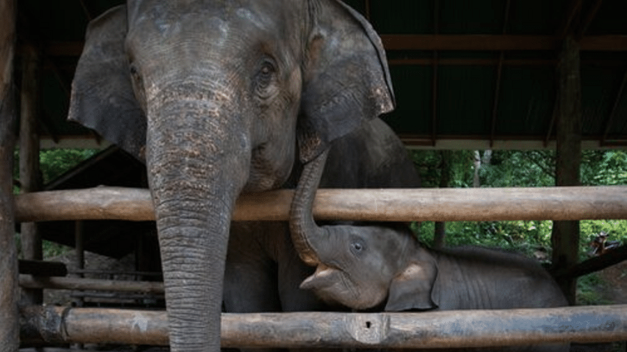 Ativistas da Moving Animals denunciaram maus-tratos no zoológico Maesa Elephant Camp na Tailândia - Divulgação/Moving Animals