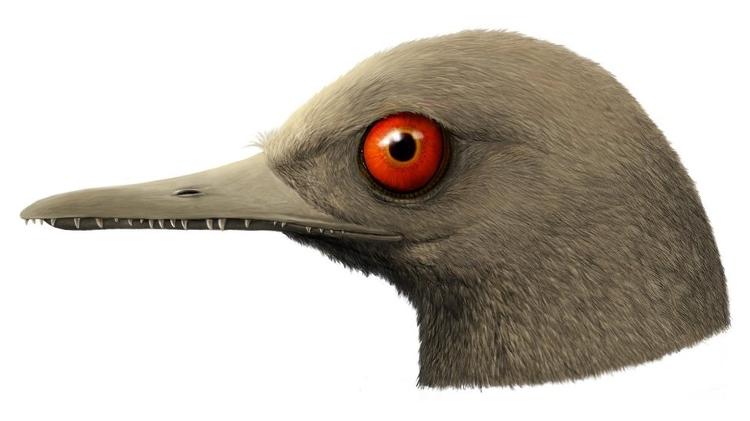 Ilustração: Apesar de seu tamanho minúsculo, o Oculudentavis khaungraae parece ter sido um predador - HAN ZHIXIN via BBC - HAN ZHIXIN via BBC