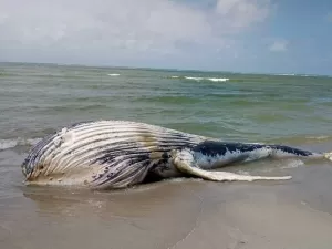 Baleia morta é monitorada e dá resposta do que fazer com carcaça na praia