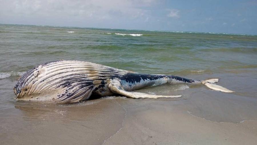 Baleia jubarte é encontrada encalhada em praia em Alagoas - Divulgação/Instituto Biota