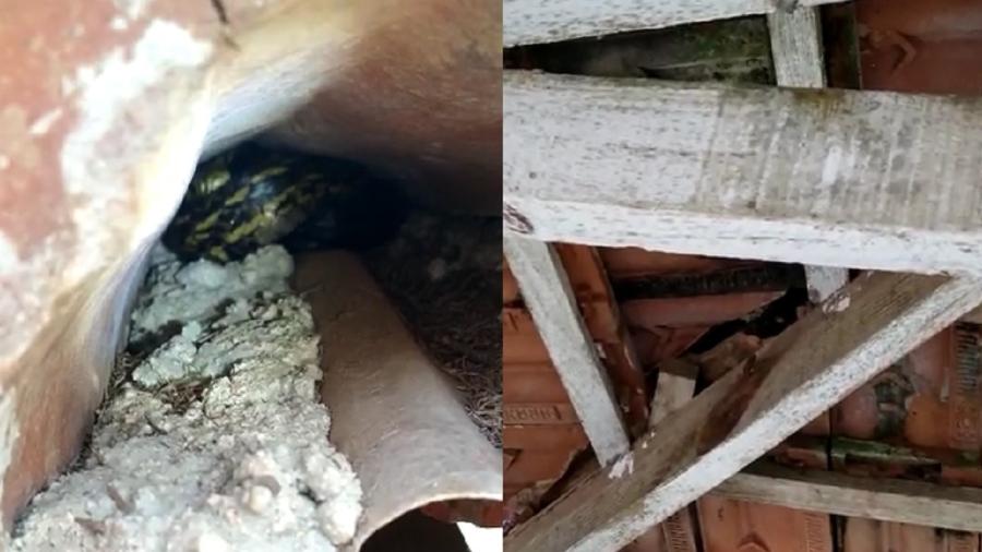 Cobra foi encontrada em telhado de banheiro no interior de Santa Catarina - Arquivo pessoal/Christian Raboch