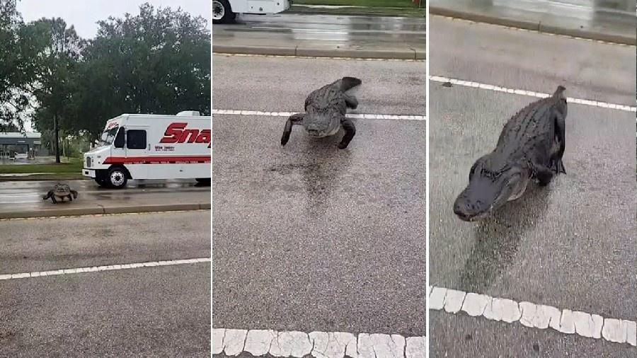 Jacaré sem pata dianteira atravessa estrada na Flórida e causa engarrafamento. - Reprodução/Facebook