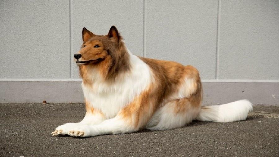 Fantasia de cachorro da raça collie usada pelo artista japonês Toco - Divulgação/Zeppet 