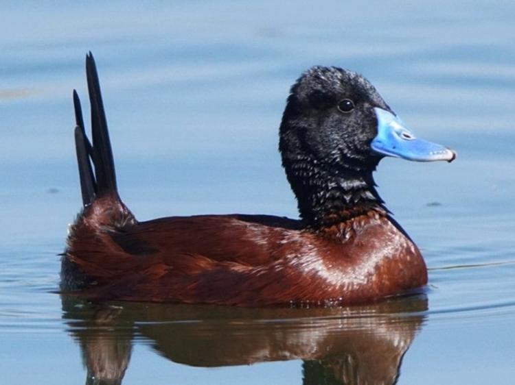 MArreco-pé-na-bunda: a 'campeã' entre as aves com pênis grandes