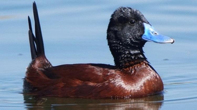 Marreco-pé-na-bunda: a 'campeã' entre as aves com pênis grandes Marreco-pé-na-bunda: a 'campeã' entre as aves com pênis grandes