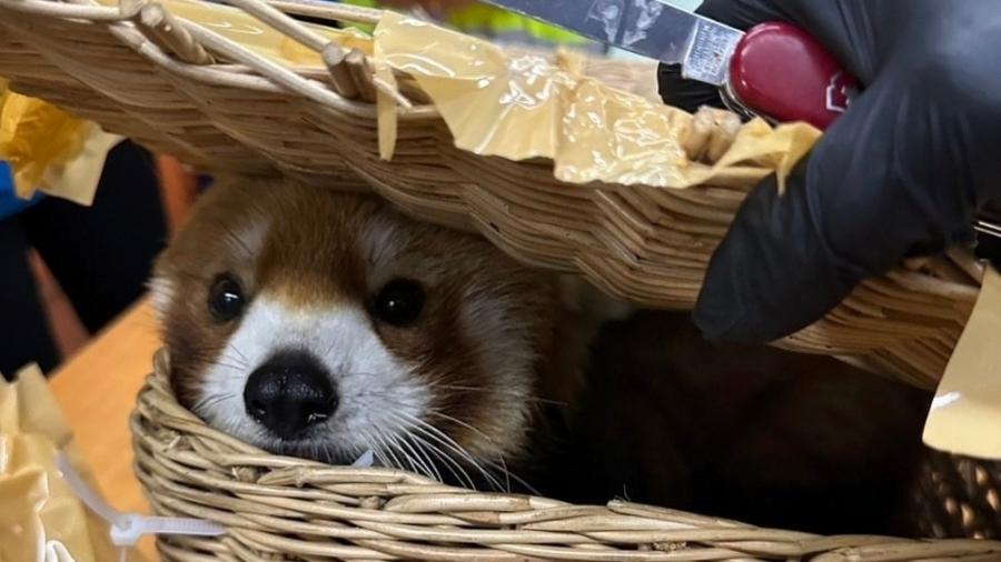 O panda-vermelho estava aprisionado em uma cesta de vime, colocada dentro de uma mala